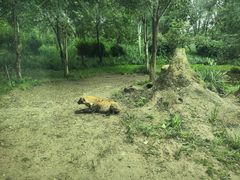 -北京野生动物园