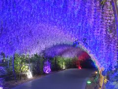 -大塘金香草谷