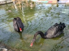 -渡海小渔村.老辈日照菜