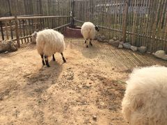 -泉州海丝野生动物世界