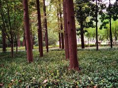 -徐家汇源景区-衡山公园