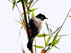 -芒洲湿地公园