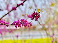 -高东镇樱花园