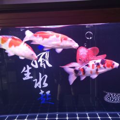 -将·刺青·纹身