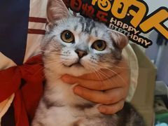 -美联众合宠物医院·爱萌分院·内外科·猫科中心
