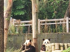 -中国大熊猫保护研究中心雅安碧峰峡基地