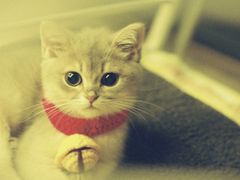 -猫十亿·布偶金渐层·曼基康矮脚猫舍(青年路店)