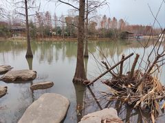 -上海长兴岛郊野公园