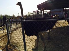 -意大利农场度假村