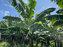 -西双版纳傣族园