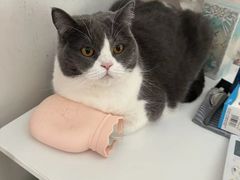 -欣宠猫屋·矮脚拿破仑·蓝金金渐层