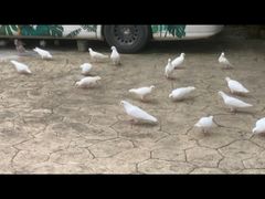 -燕塞湖鸟语林景区
