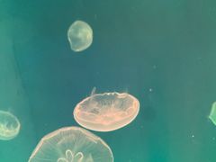 -上海海昌海洋公园