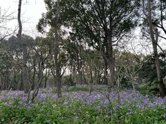 -上海滨江森林公园