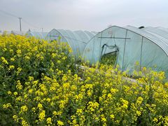 -小鱼草莓采摘园农家乐·小鱼餐厅
