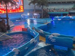 -海合安成都极地海洋公园