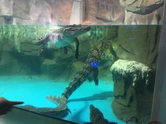 -石家庄海洋公园