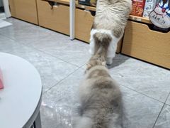 -爱洗澡的猫(天河路店)