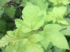 -白塘生态植物园