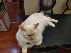 -猫小院猫主题咖啡厅(北锣店)