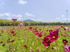 -亚龙湾国际玫瑰谷