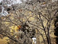 -武汉大学-樱园