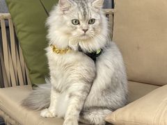 -Shanghai Brew House上海啤酒工坊(老外街店)