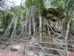 -中国科学院西双版纳热带植物园