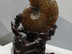 -贝壳王国博物馆