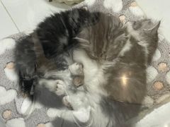 -1013 PET SHOP精品宠物商店(丁香店)