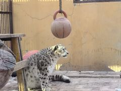 -青藏高原野生动物园