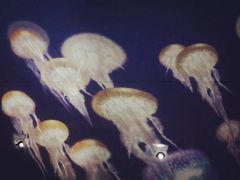 -贝壳梦幻世界