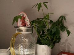 -大鸭梨烤鸭(枣园店)