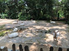 -深圳野生动物园