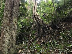 -西双版纳原始森林公园