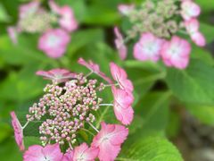 -上海滨江森林公园