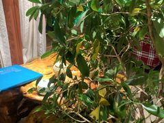 -慢丽江·云南野生菌土鸡锅(付家庄店)