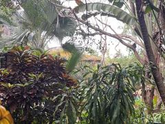 -海南热带野生动植物园