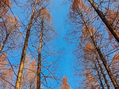 -黄海国家森林公园