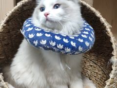 -康乐宝动物医院