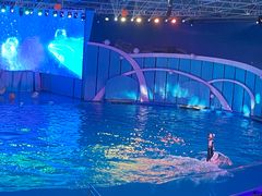-海合安青岛极地海洋公园