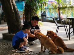 -柴犬高等学院·狗咖·柴犬售卖·宠物训练