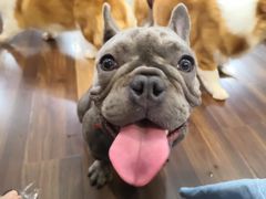 -柯斗斗主题餐厅·狗咖·围炉煮茶·茶饮(国瑞升平里店)