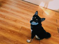 -柴犬高等学院·狗咖·柴犬售卖·宠物训练