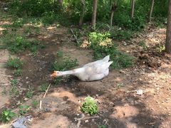 -大鹅岛灶台鱼·铁锅炖(水库路店)