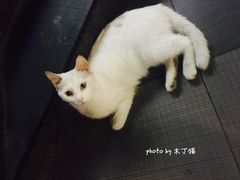 鱼香肉丝盖浇饭-老头盖浇饭(南京新街口明瓦廊宏光酒店店)