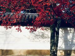 -醍醐寺