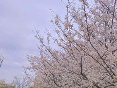 -新虹桥中心花园