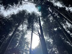 -武陵山森林公园