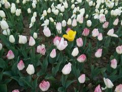 -瑶湖郊野森林公园